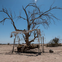 Bare tree on sand against clear sky