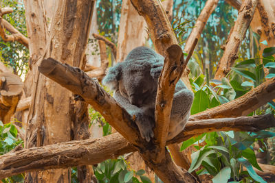 Koala resting on the tree in the zoo, low angel view