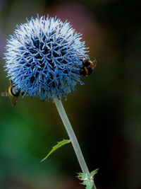Close-up of bee on purple flower
