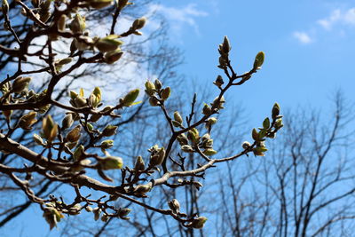 Low angle view of flowering plant against blue sky