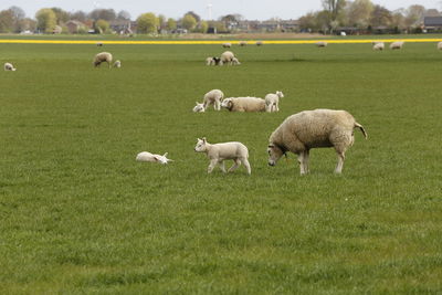 Sheep grazing on field