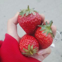 Cropped hand holding strawberries