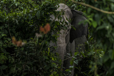 Elephant in forest