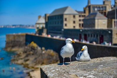 Seagull perching on a wall