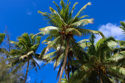 Low angle view of palm trees against blue sky