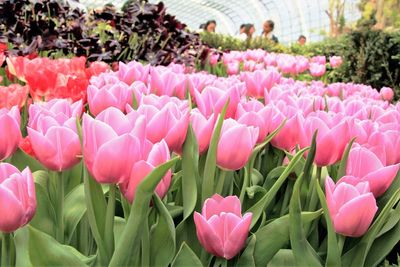 Close-up of pink tulips blooming in park