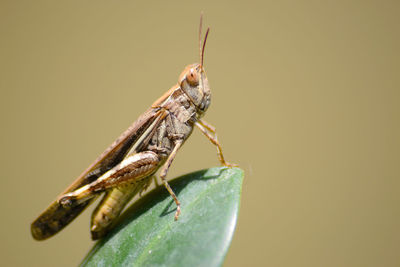 Close-up of insect