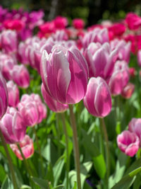 Close-up of pink tulips