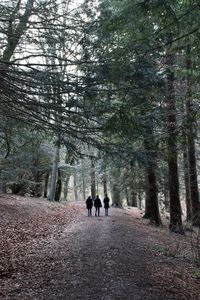 Rear view of people walking on track in forest