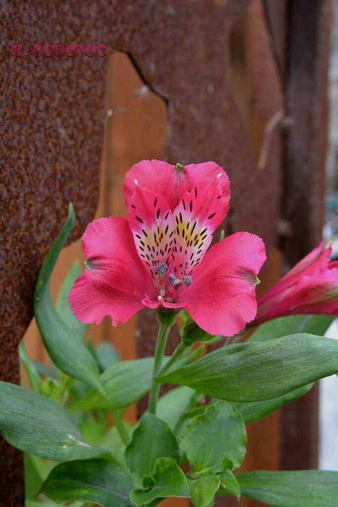 flower, petal, freshness, fragility, flower head, pink color, growth, leaf, close-up, beauty in nature, blooming, plant, focus on foreground, single flower, nature, stem, pink, in bloom, day, blossom