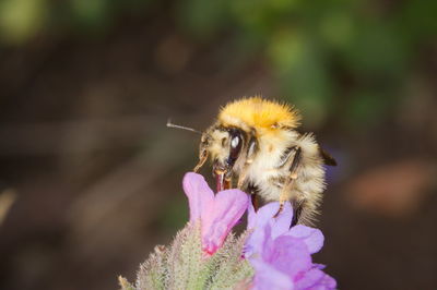 Close-up of bee pollinating on flower