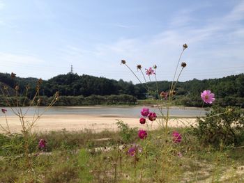 Pink flowers growing in field