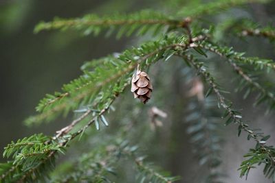 Close-up of pine tree