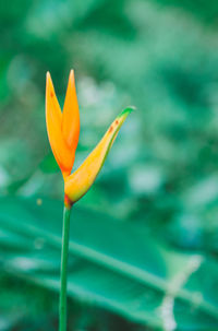 Close-up of orange flower