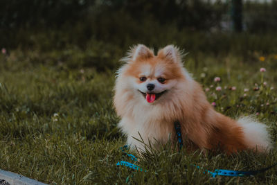 Portrait of dog sitting on field