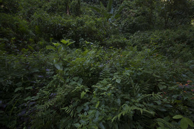 Full frame shot of flowering plants in forest