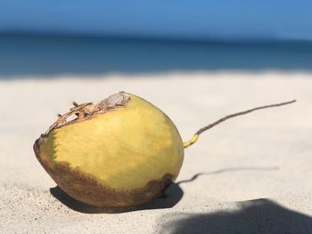 Close-up of a coconut fruit on beach