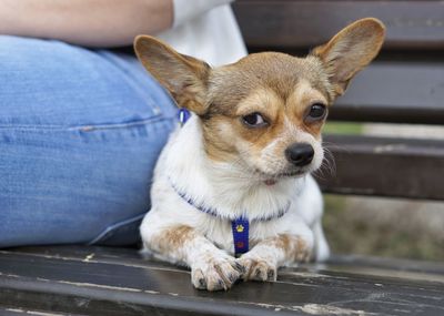 Close-up portrait of dog sitting on bench