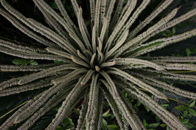 Full frame shot of palm tree