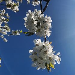 Low angle view of cherry blossom tree against blue sky
