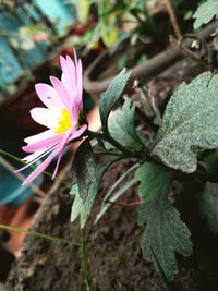 Close-up of pink flower