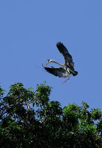 Low angle view of bird flying against clear blue sky