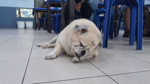 Dog relaxing on tiled floor