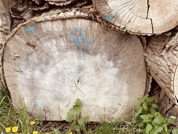 Close-up of tree stump in forest