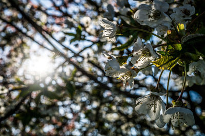 Close-up of flower tree