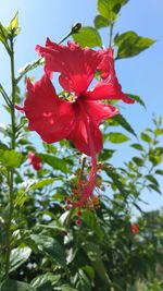 Close-up of red hibiscus flower