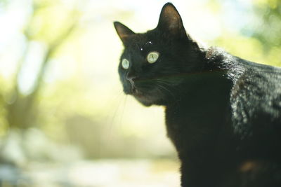 Close-up of black cat