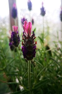 Close-up of purple flowering plant on field