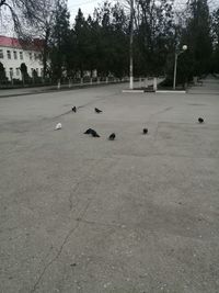 View of birds on street