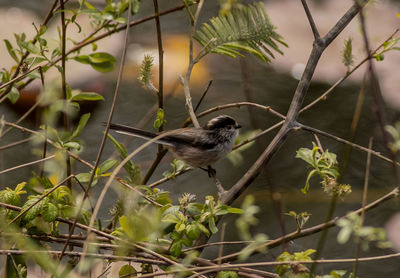 Close-up of bird perching on branch