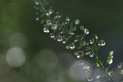 Close-up of water drops on plant