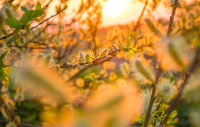 Beautiful willow branches with spring blossoms during morning hours. seasonal scenery of europe.