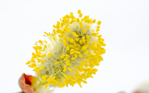 Close-up of yellow flower against white background