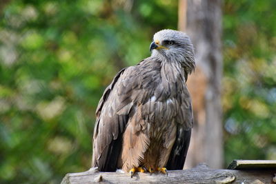 Close-up of bird perching on wood