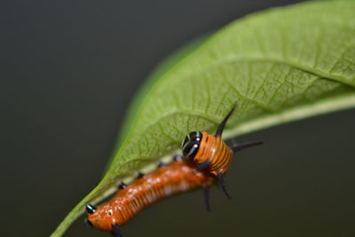 Close-up of insect