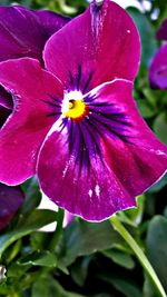 Close-up of purple flower blooming outdoors