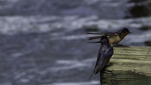 Close-up of bird perching on wooden post