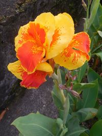 Close-up of yellow flowering plant