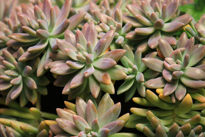 Full frame shot of succulent plants