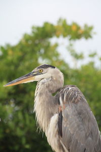 High angle view of gray heron