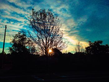 Silhouette of trees at sunset