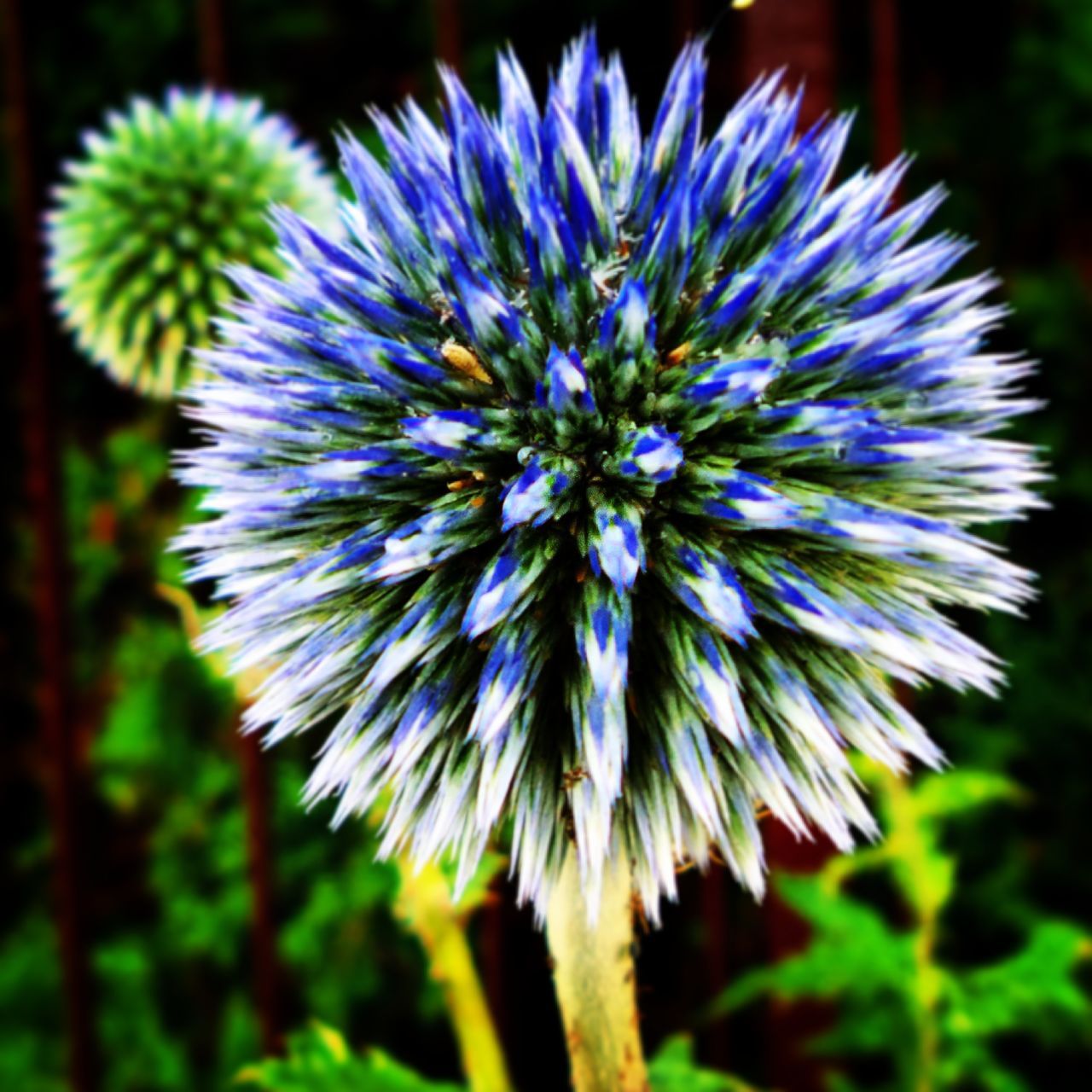 flower, purple, freshness, growth, fragility, flower head, close-up, focus on foreground, beauty in nature, nature, petal, thistle, single flower, plant, blooming, in bloom, selective focus, outdoors, blossom, no people