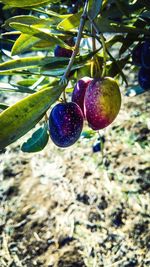 Close-up of berries growing on tree