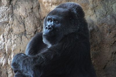 Portrait of monkey looking away in zoo