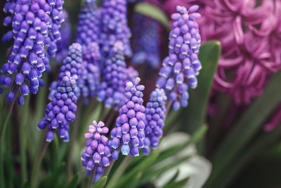 Close-up of purple flowering plant