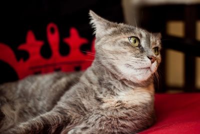 Close-up of cat resting